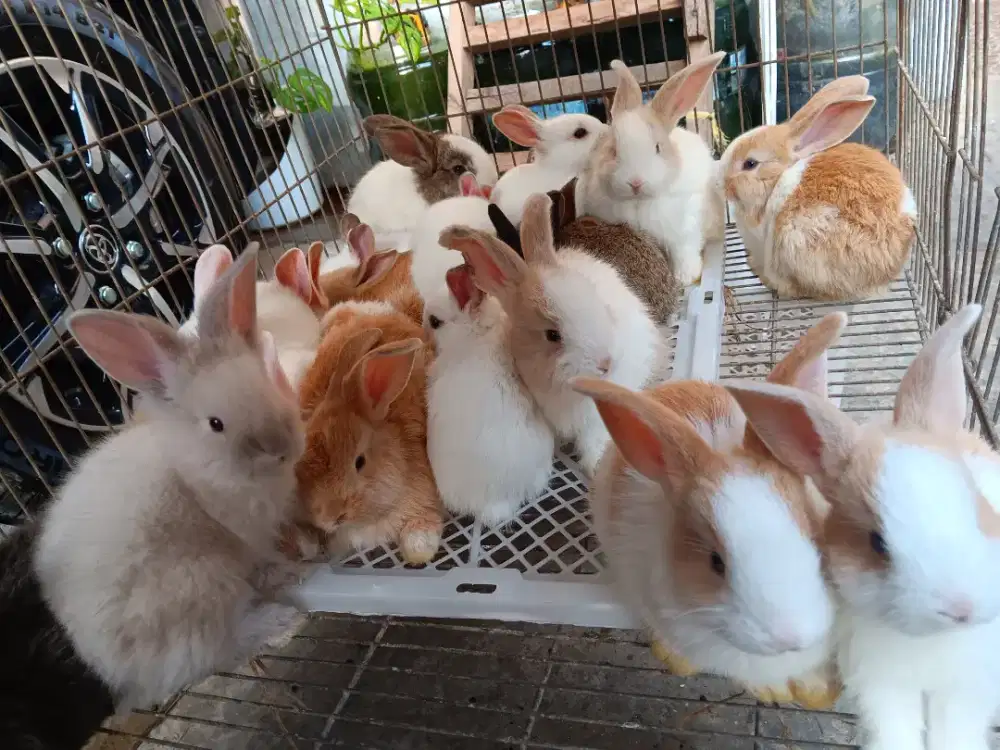 Anakan Kelinci Lokal