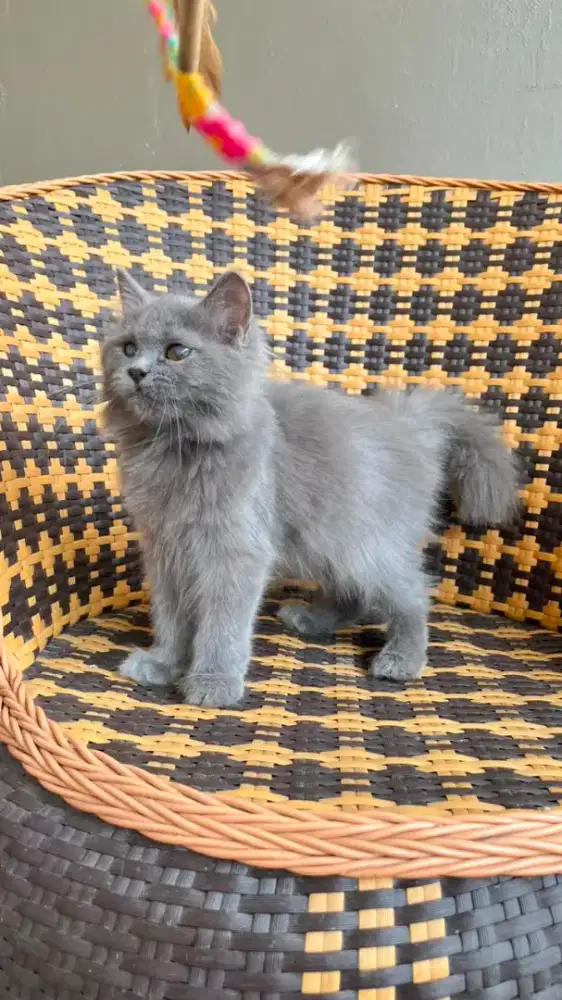 Kucng kitten persia betina