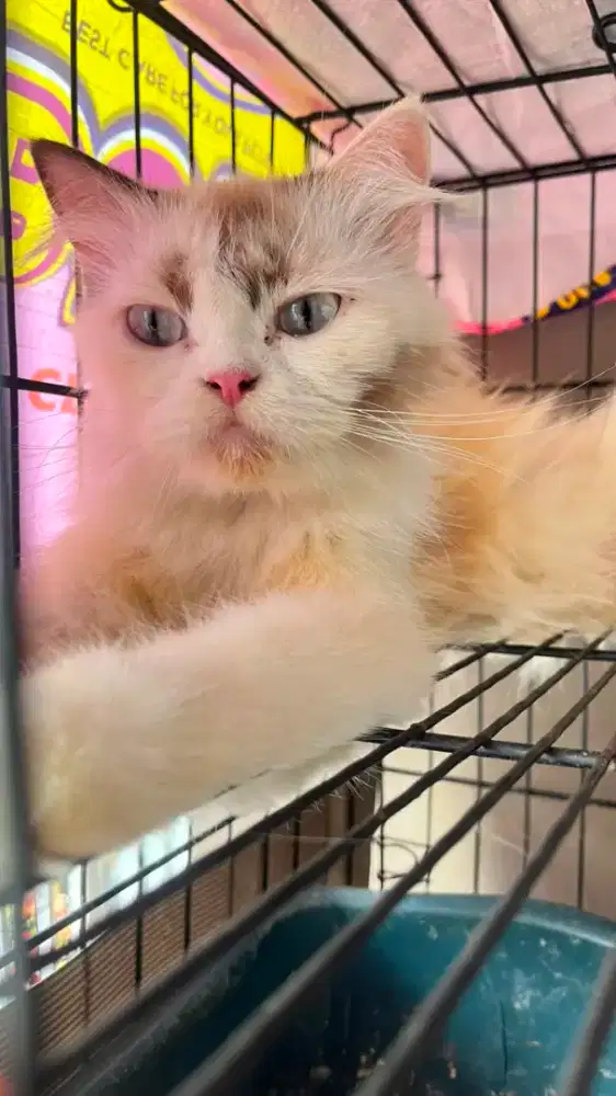 Kucing dewasa persia himalayan