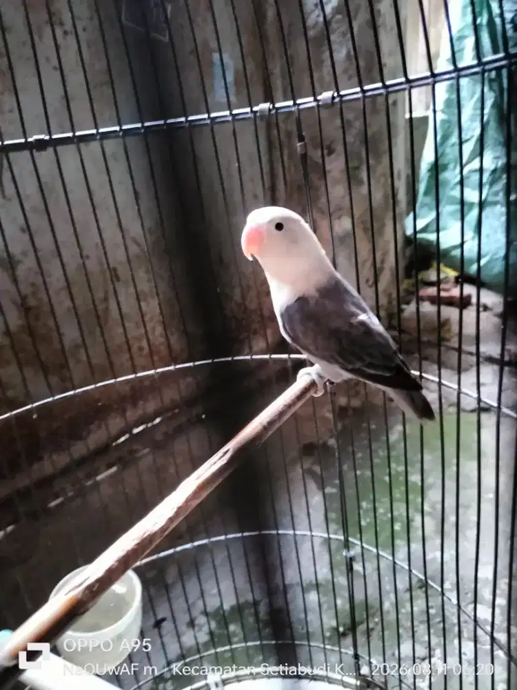 Lovebird betina dewasa