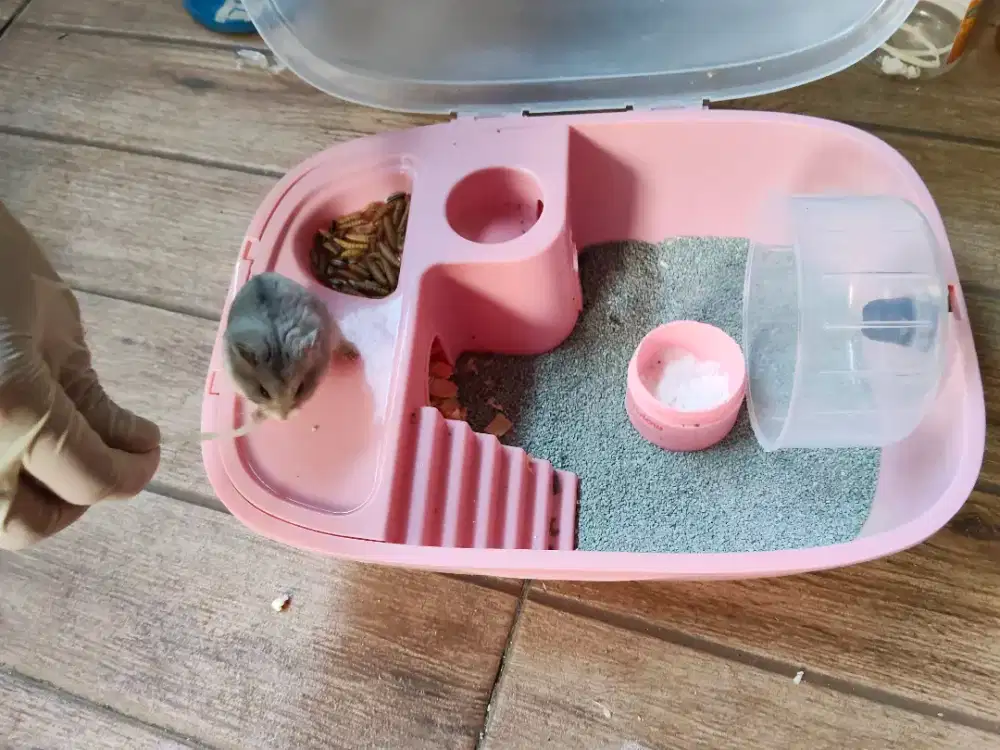 Hamster beserta kandang nya