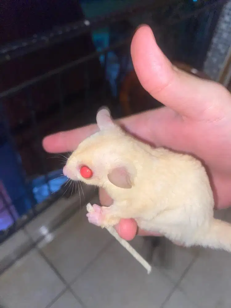 sugar glider creamino