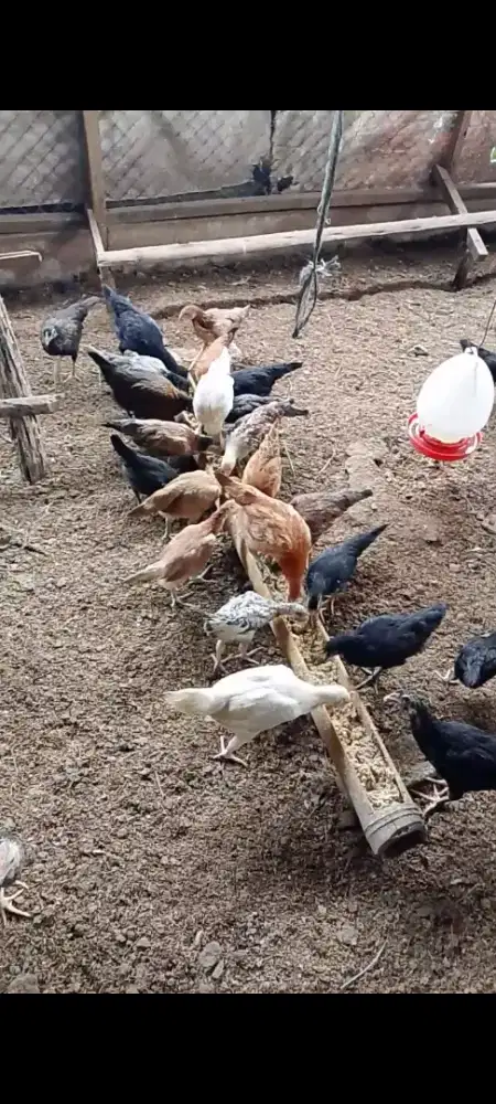 Anakan ayam kampung