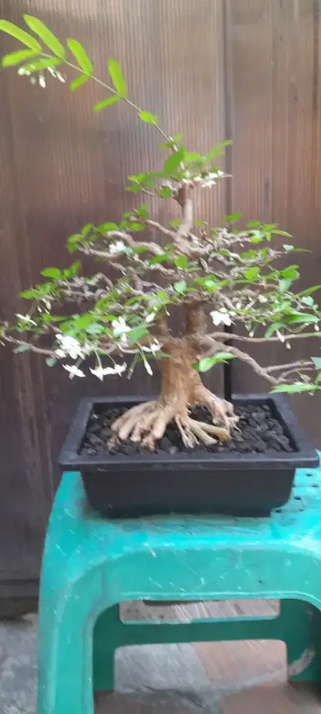 Bonsai anting putri small