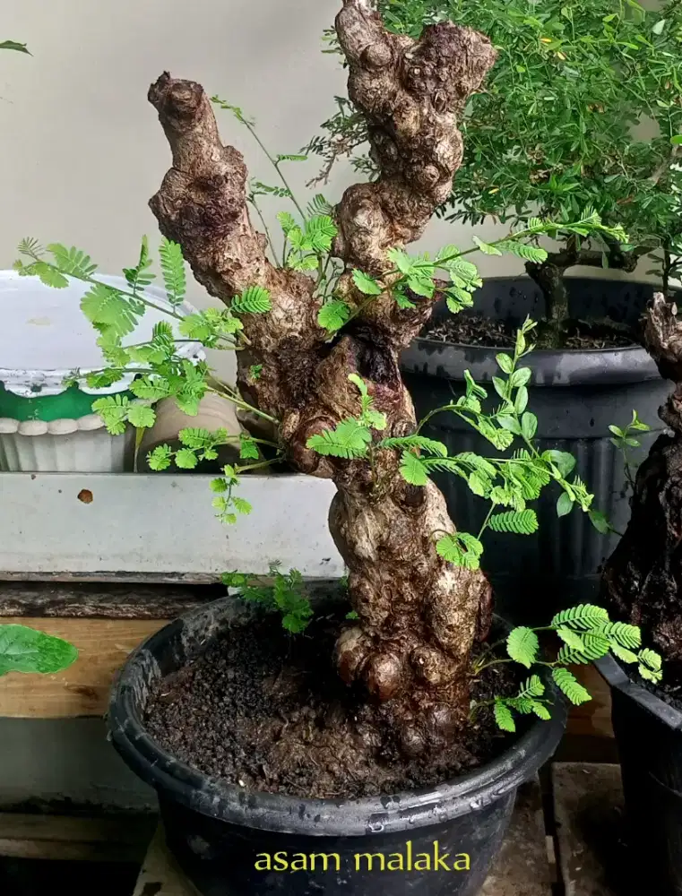 Bonsai asam malaka