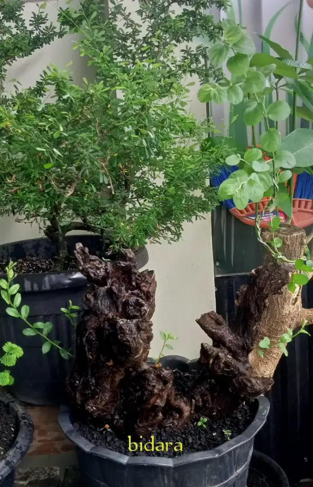 Bonsai bidara arab