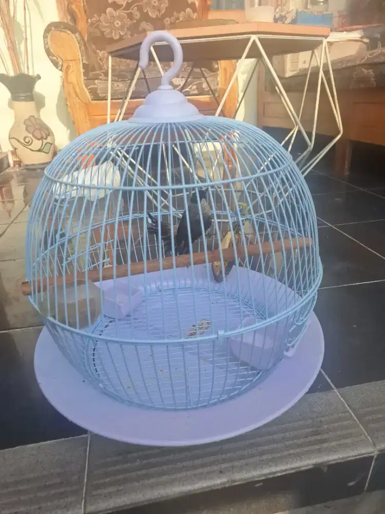 Burung Kutilang Remaja + Sangkar Unik