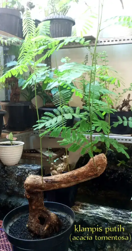 Bonsai klampis putih