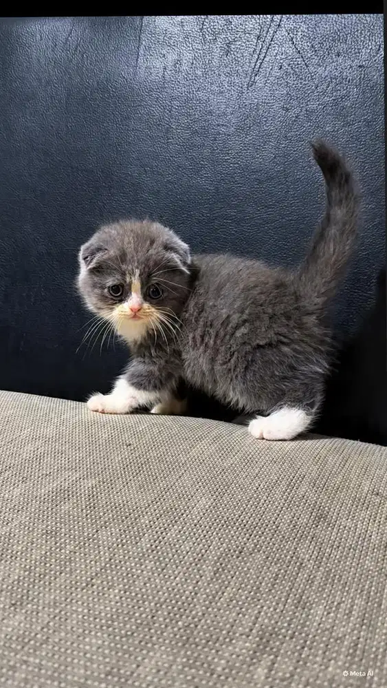 Scottish triple fold