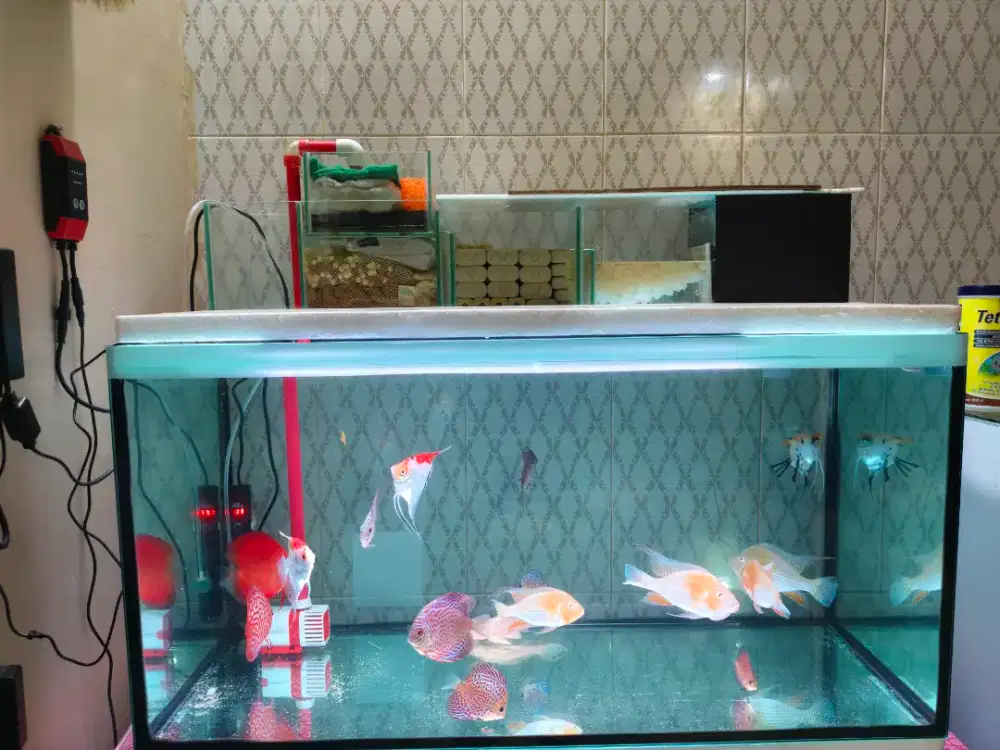Satu Set Aquarium beserta Ikan Discus dll