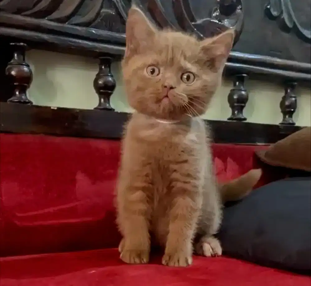 ANAK KUCING BRITISH SHORTHAIR CINNAMON SOLID JANTAN 2BULAN OB