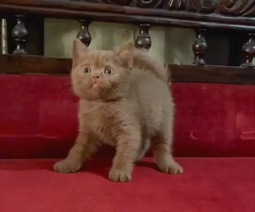 ANAK KUCING KITTEN BSH BRITISH SHORTHAIR CINNAMON SOLID BETINA OB