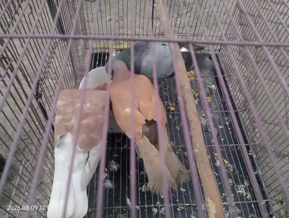 BURUNG DARA 3 ekor