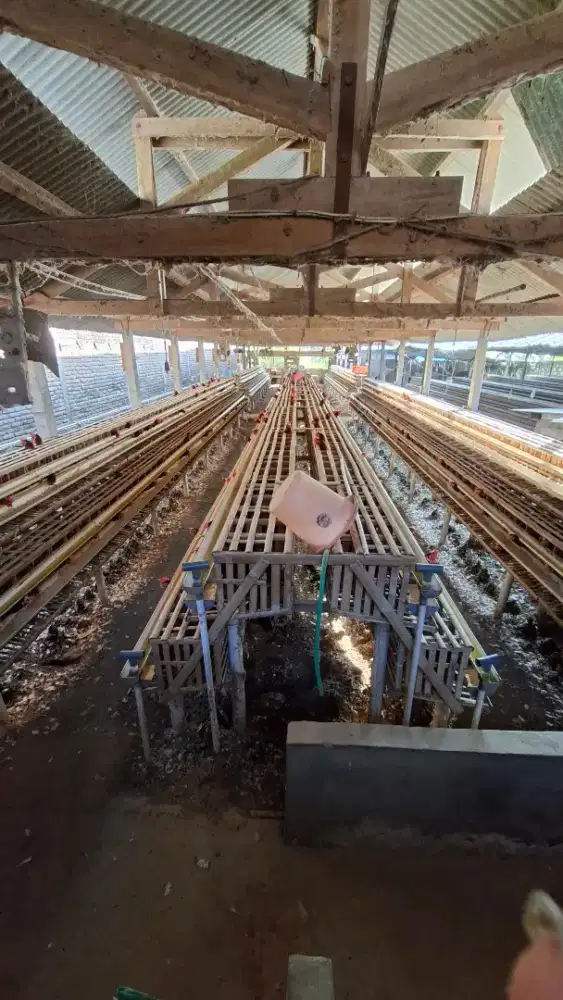 Disewakan Kandang Ayam Petelur Siap Pakai Inc Baterai Cap 1.000 Ekor