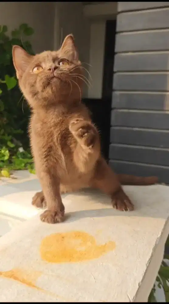 Kucing Bsh britis shothair betina