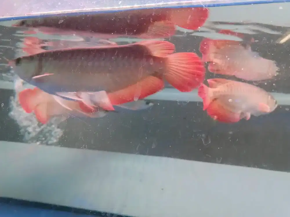 IKAN ARWANA SUPER RED STOCK BANYAK CIMAHI