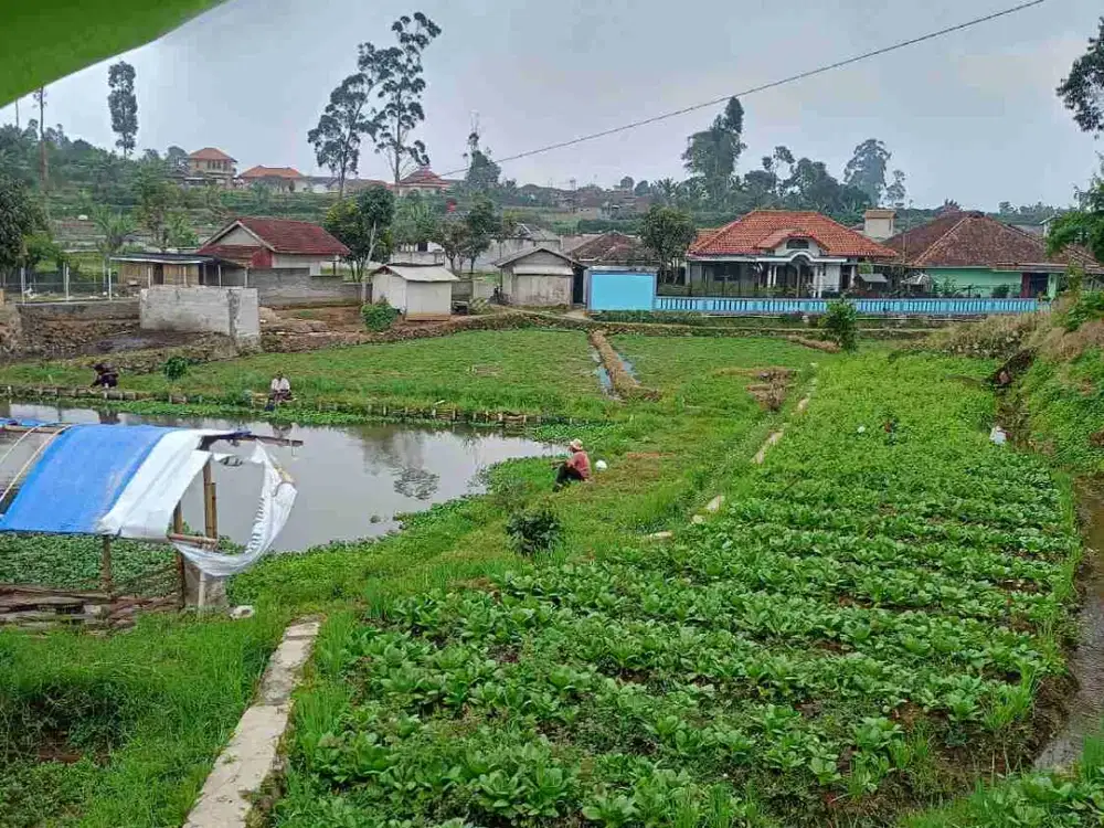 JUAL CEPAT TANAH CIWIDEY HARGA TERJANGKAU