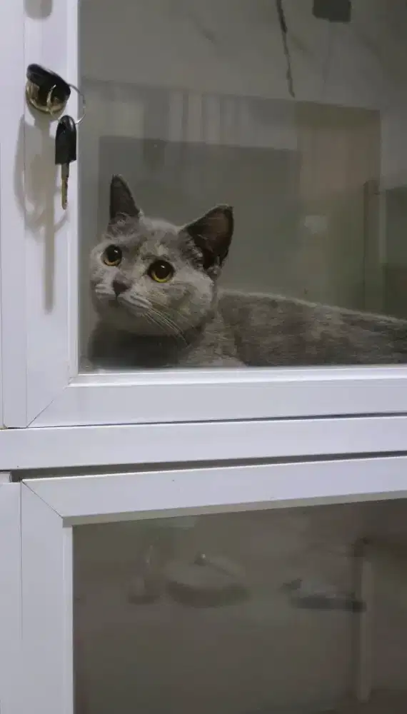 Bsh betina 3 bulan