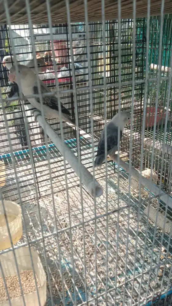 Burung lb biola ewieng mop
