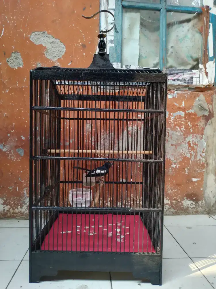 Kacer rajin bunyi Jawa Barat fullset