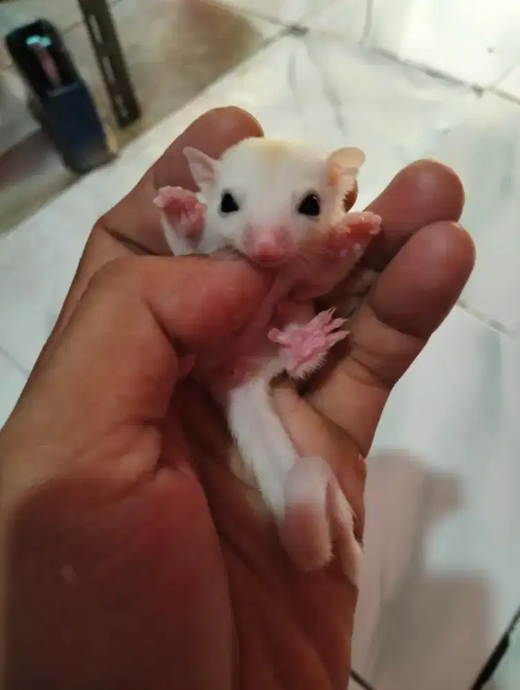 Sugar glider leucistic female anakan sugar glider sg
