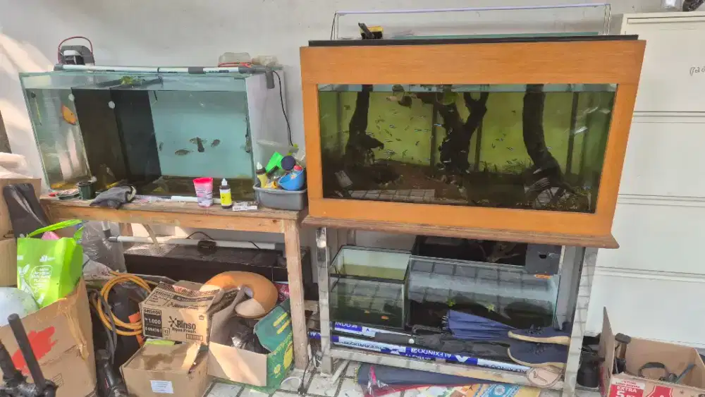 Ikan dan aquarium Fullset
