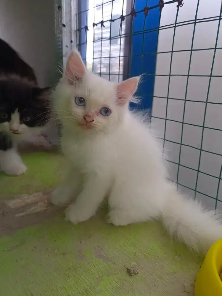 Open Adopt Kitten Kucing