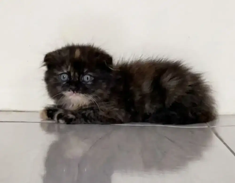 Scottish Fold Tortie Betina