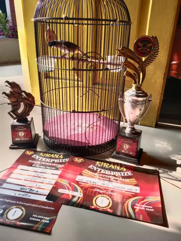 Burung kutilang prestasi