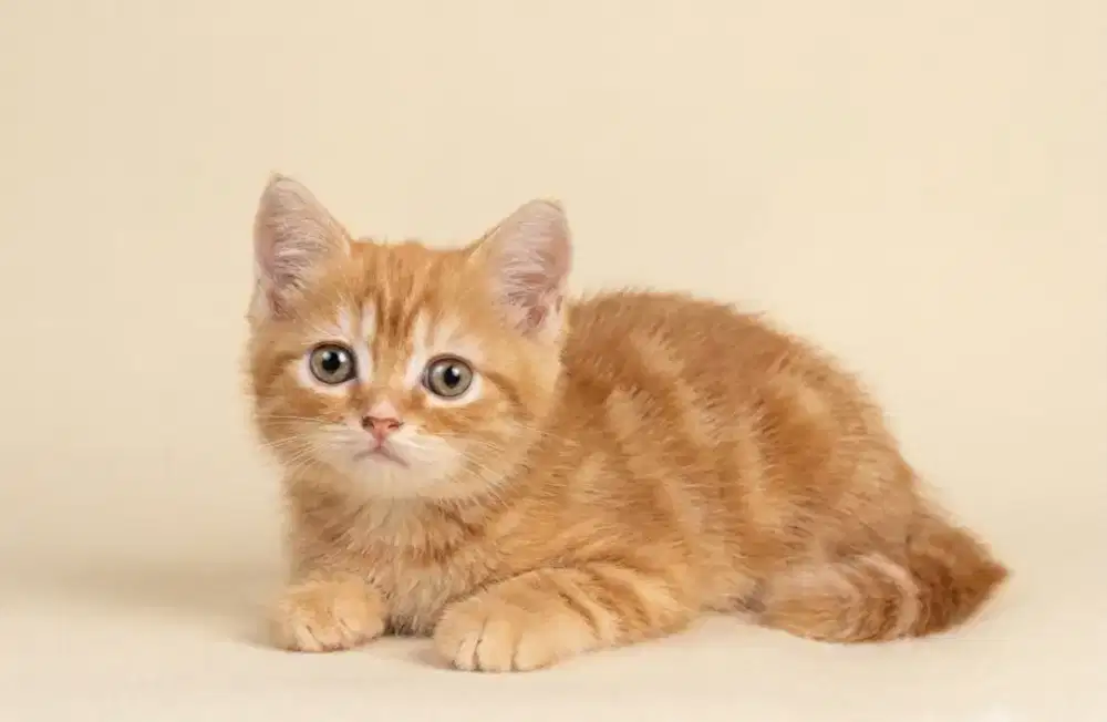 Sepasang American Curl Harlequin dan BSH Red Tabby