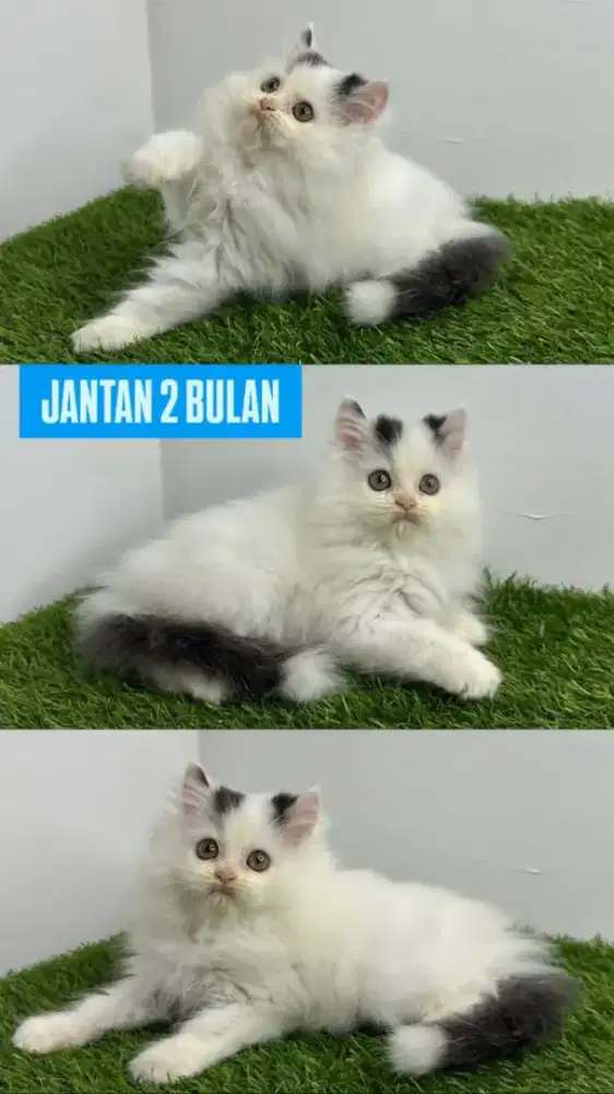 kucing kitten anakan mainecoon persia anggora ragdoll himalaya british