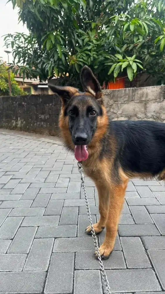German Shepherd Jantan