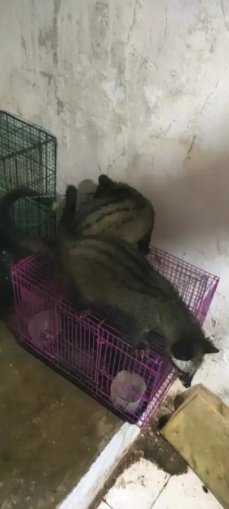 Musang pandan umur 6 bulan
