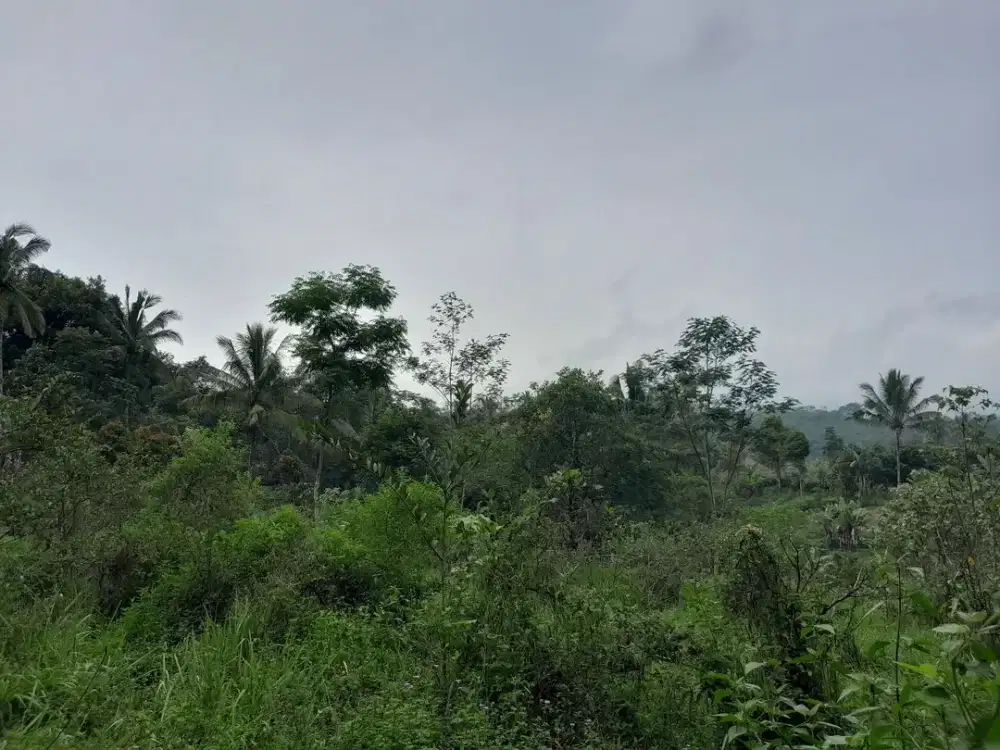 Dijual Tanah Kebun dan Sawah Siap Bangun Lokasi di Ciater Subang