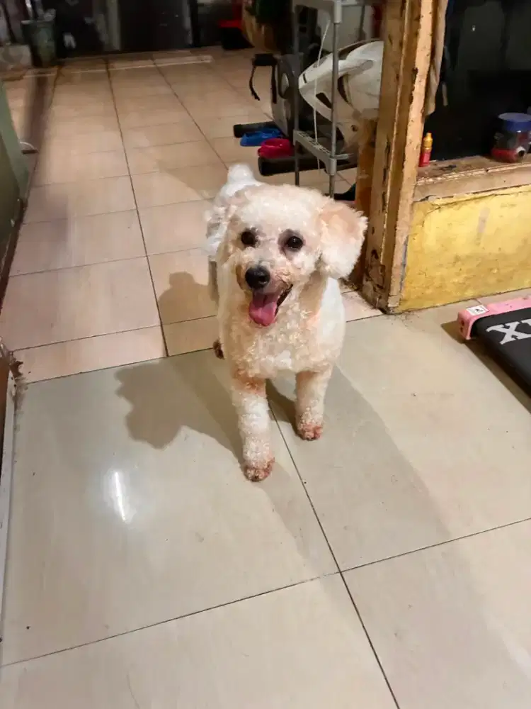 Anjing poodle jantan..