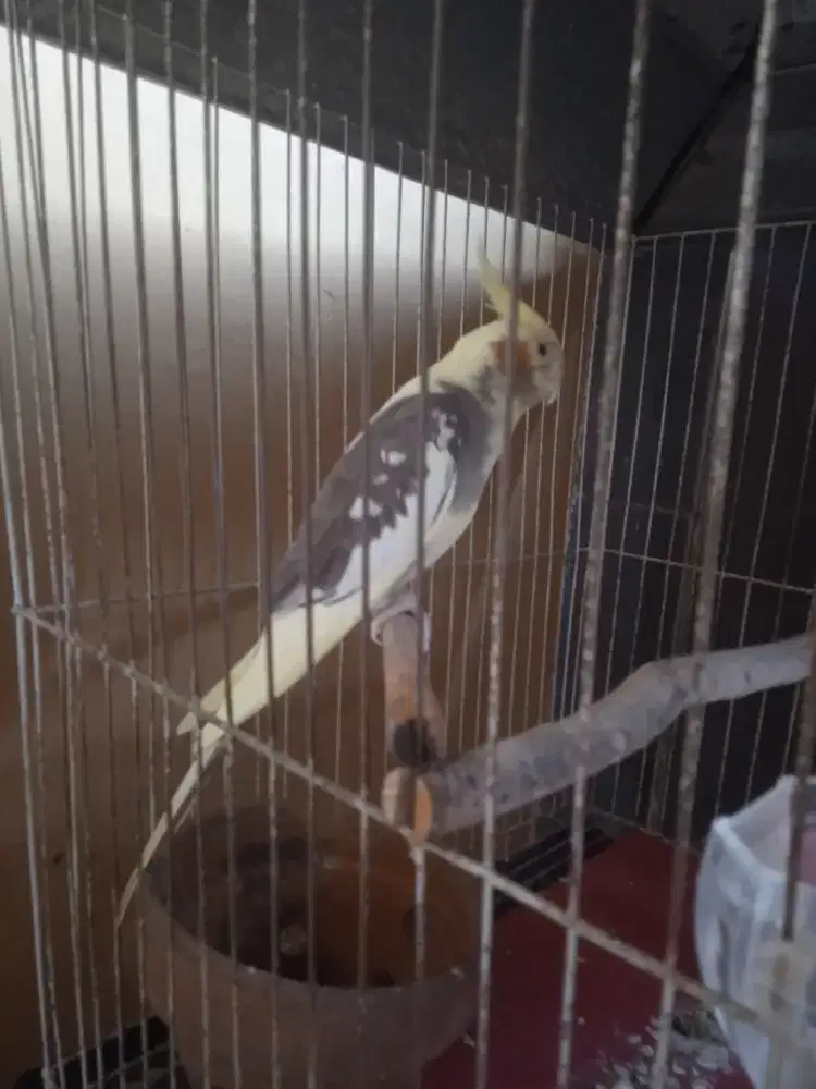 Burung falk (parkit Australia)