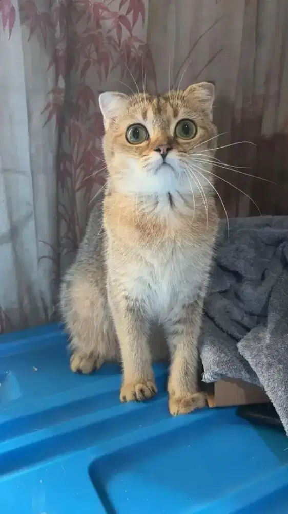 KUCING SCOTIS FOLD