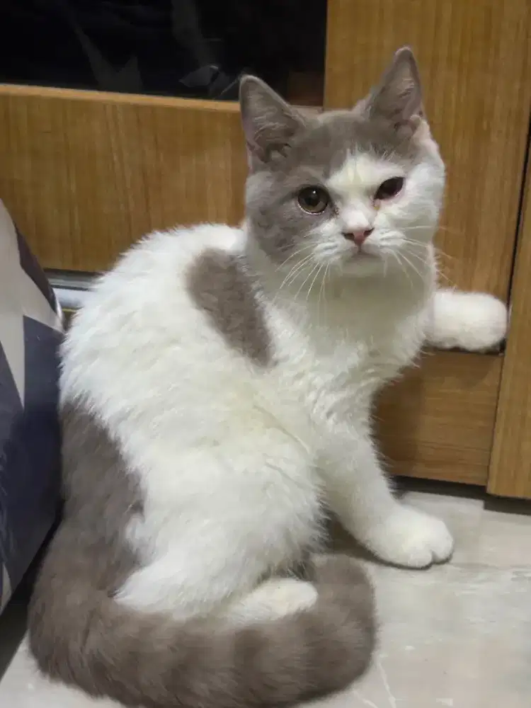 Kucing BSH  British shorthair