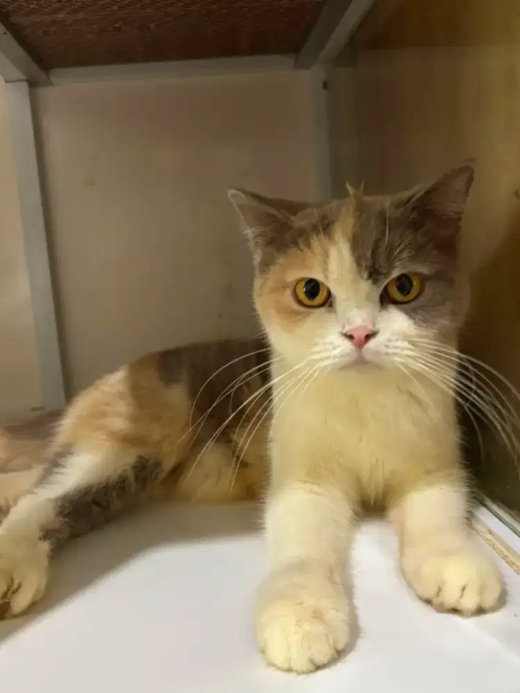 Kucing BSH British shorthair
