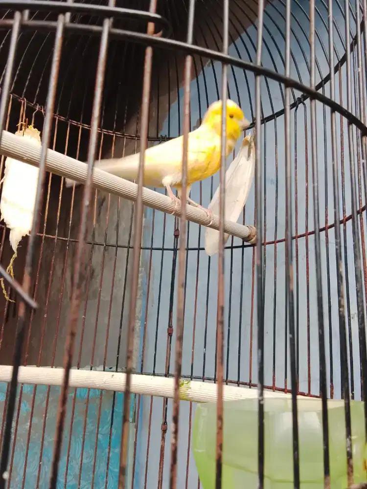Kenari Rasmi x F1 sf