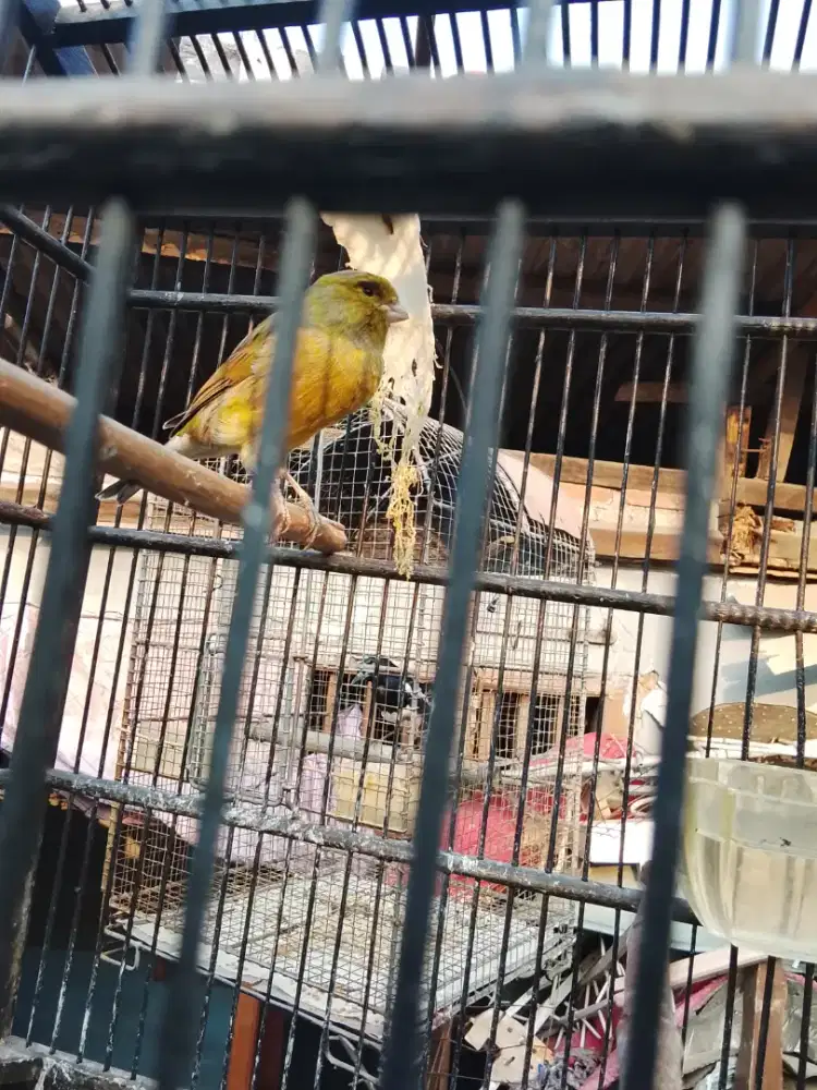 Kenari F1 ys hijau botol