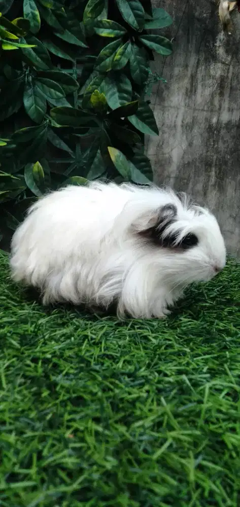 Marmut Coronet Murmer aja