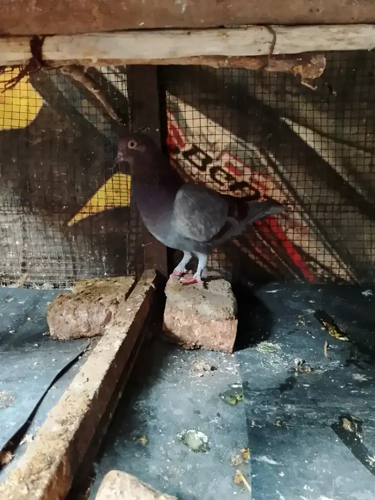 Merpati muda bujang tinggian