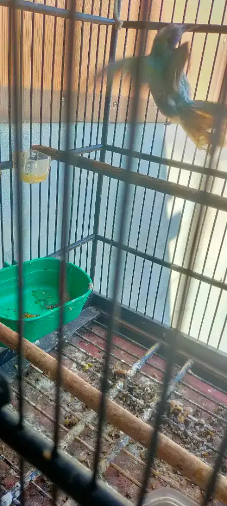 Cucak Cungkok bahan
