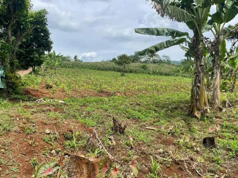 Tanah Kebun di cipatat bandung barat pinggir jalan