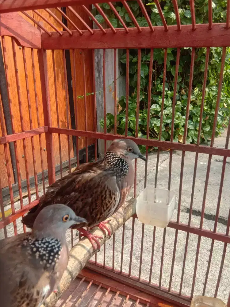 Pasangan/indukan produksi jinak