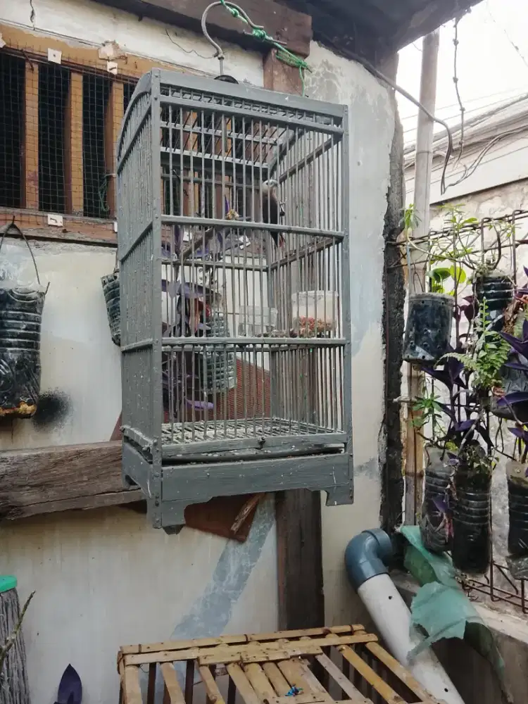 Burung emprit haji rajin bunyi