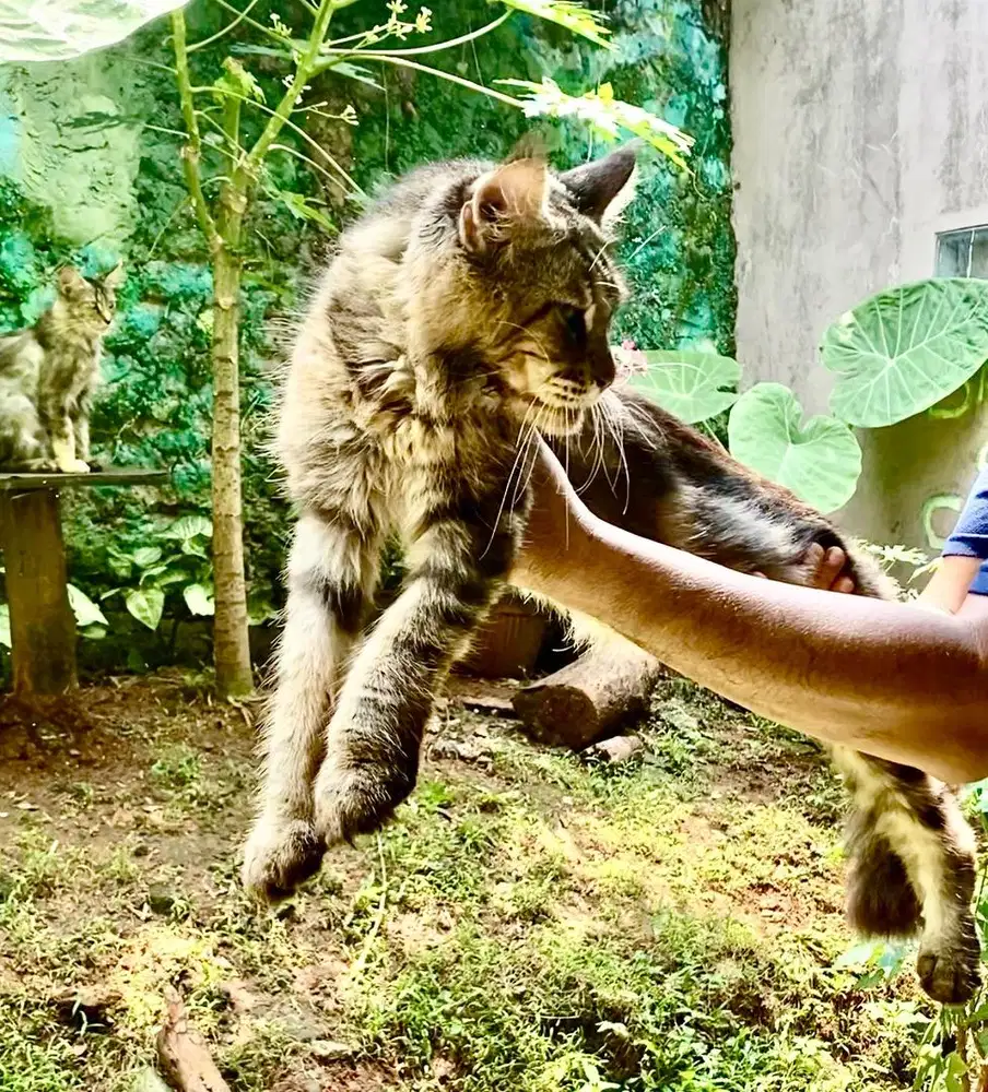 pacak mainecoon