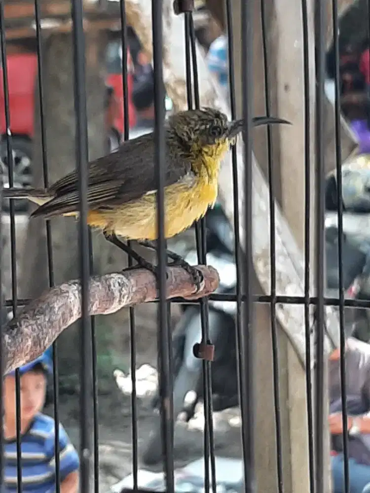 Burung emprit gantil ijoan jantan