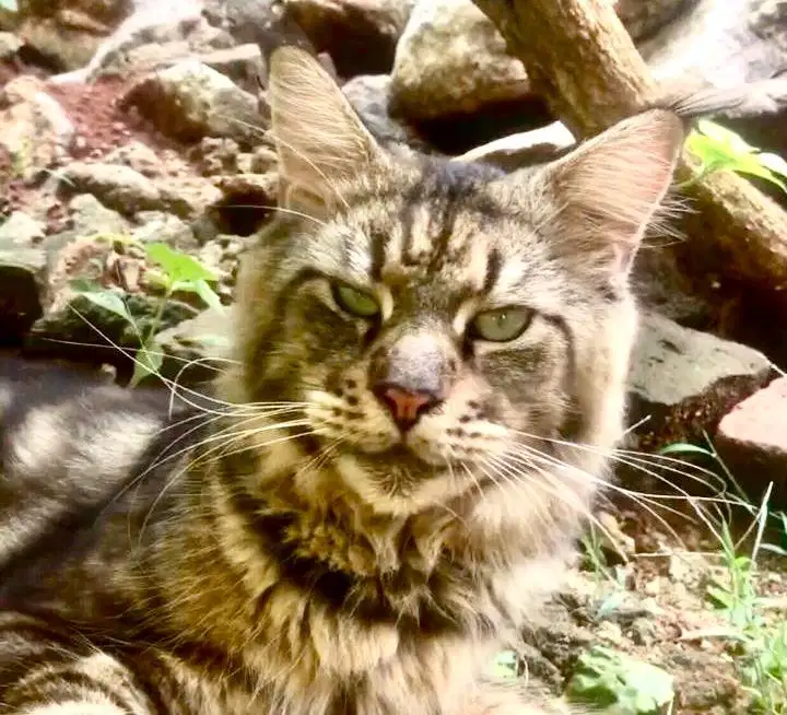 pacak mainecoon ped